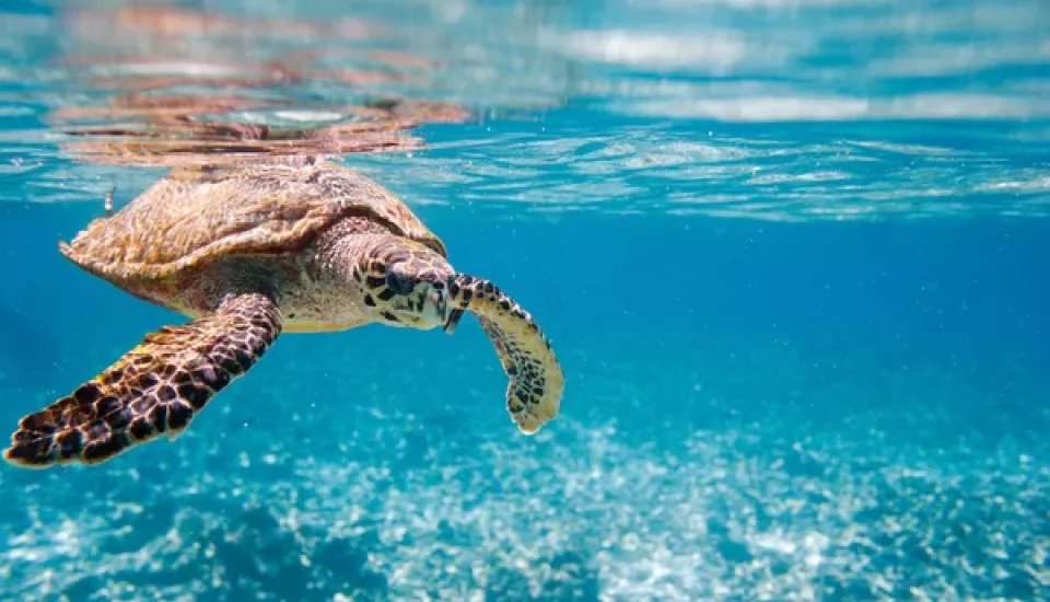 une tortue de mer nage dans l'eau turquoise